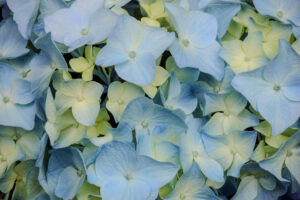 Hydrangea