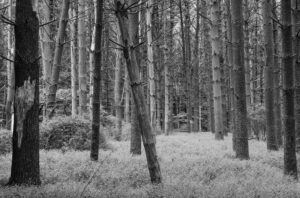 Pound Ridge Reservation