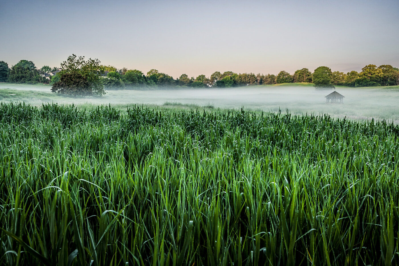 Morning-Mist-Over-Cornfield