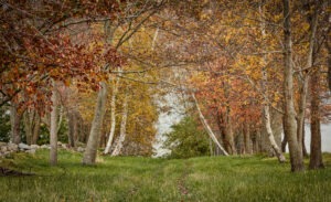 Norton Lane Path