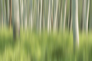 abstract, aspen trees, colorado, forest, kebler pass, landscape, outdoors