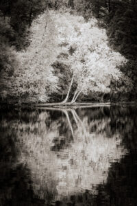 Autumn Reflection