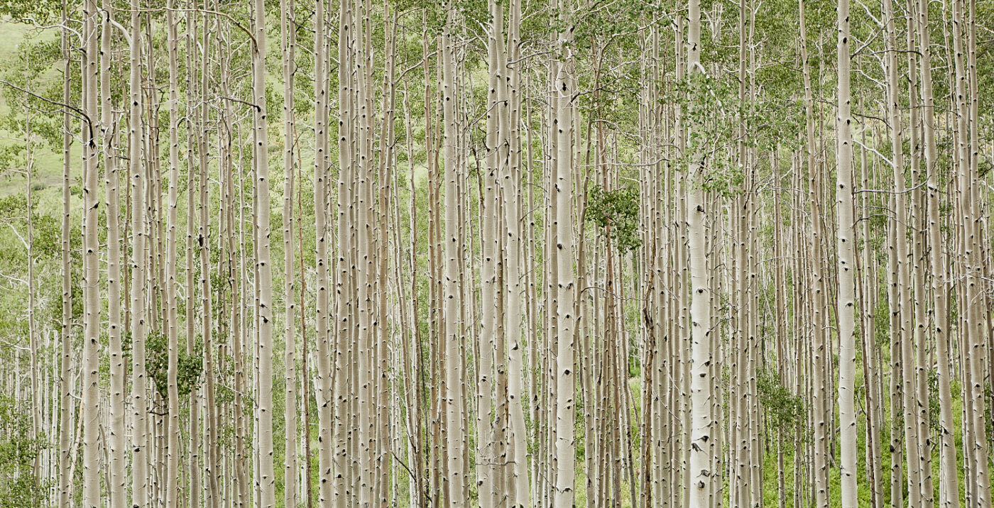 Aspen-Grove-Verticality