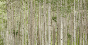 Aspen Wall
