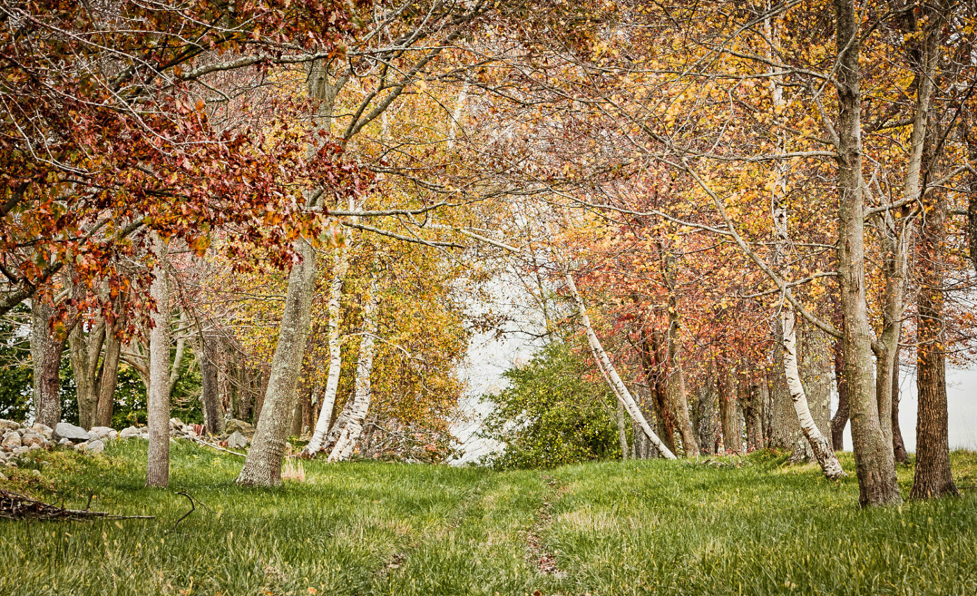 Autumn-Forest-Cathedral