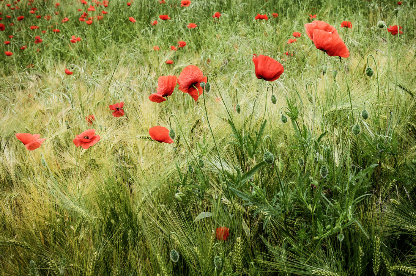 Scarlet-Blooms-Among-Grain