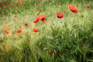 Poppies
