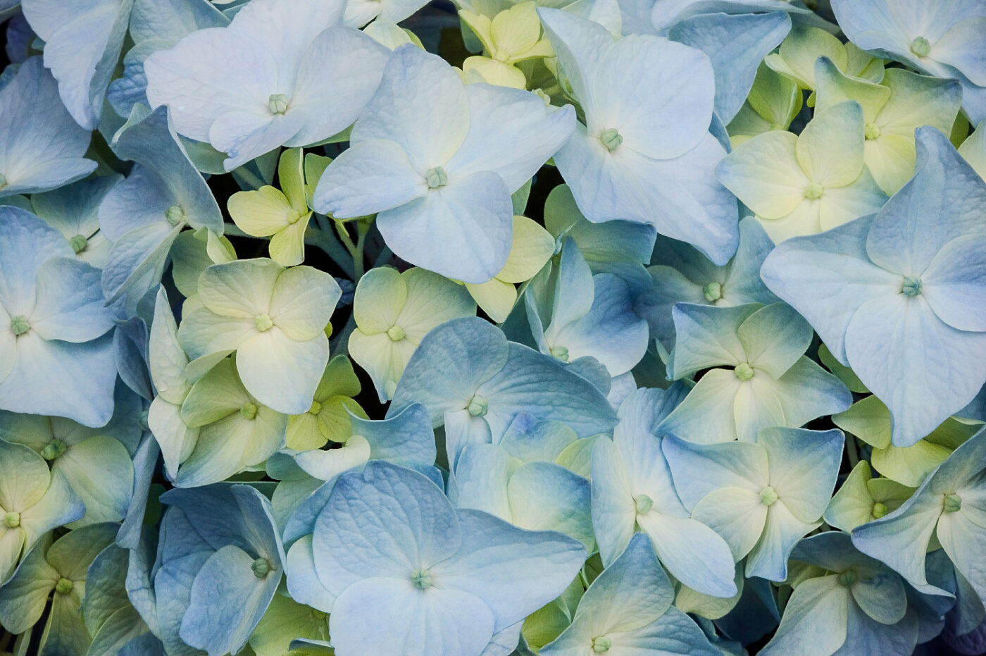 Delicate-Blue-Hydrangea-Cluster