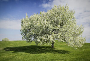 Apple Tree in Bloom