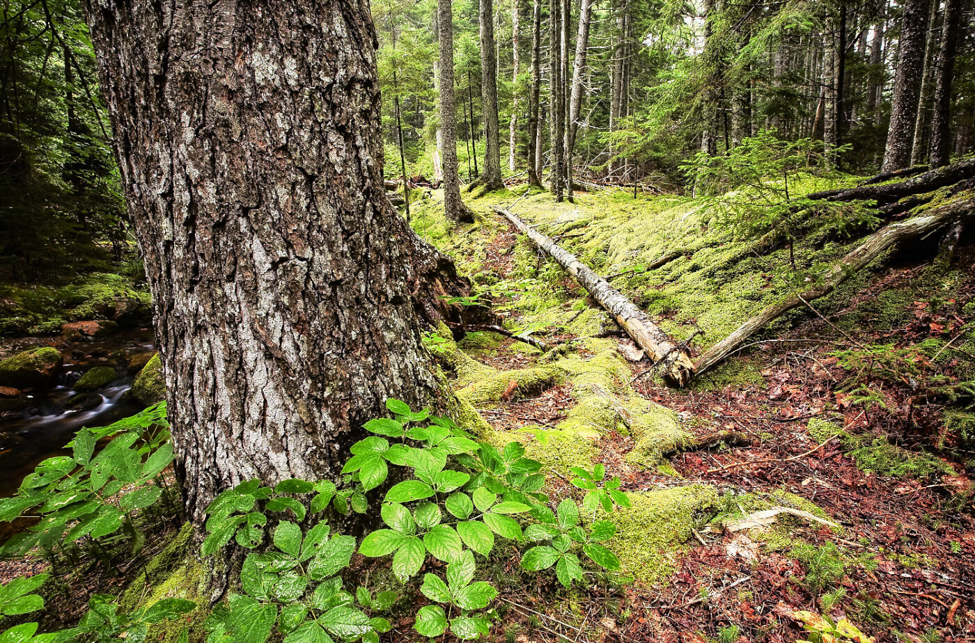 #-Primeval-Forest-Sanctuary