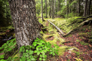 Maine Woods
