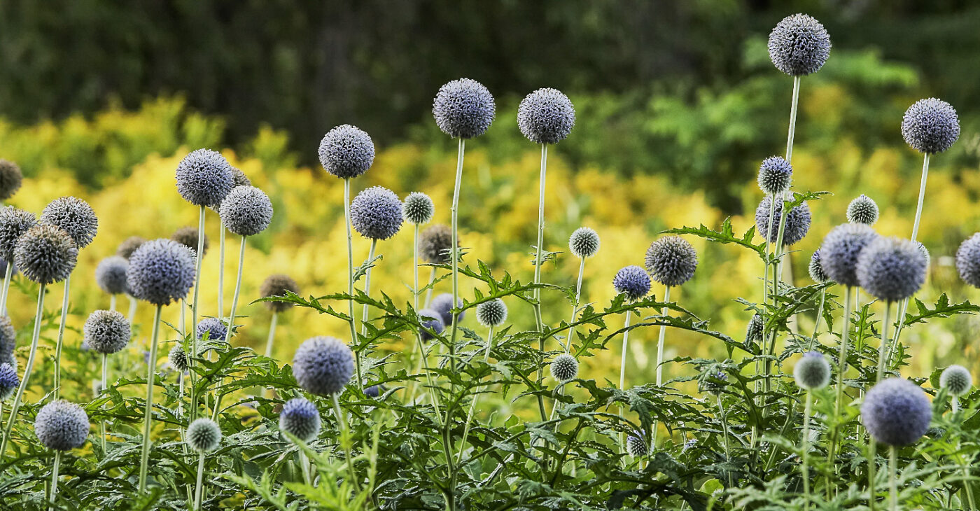 Thistle-Spheres-Summer-Garden