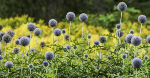 Eryngium