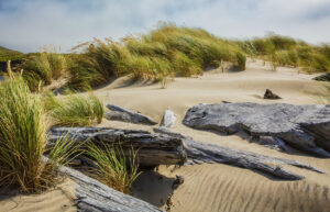 Beach Grass