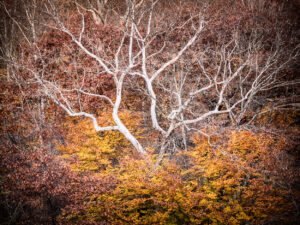 White Tree