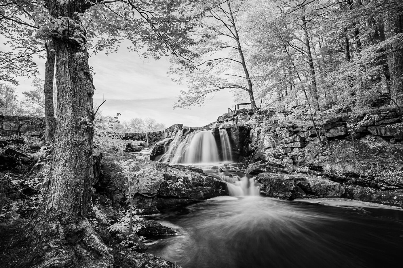 Cascading-Waters-Through-Forest