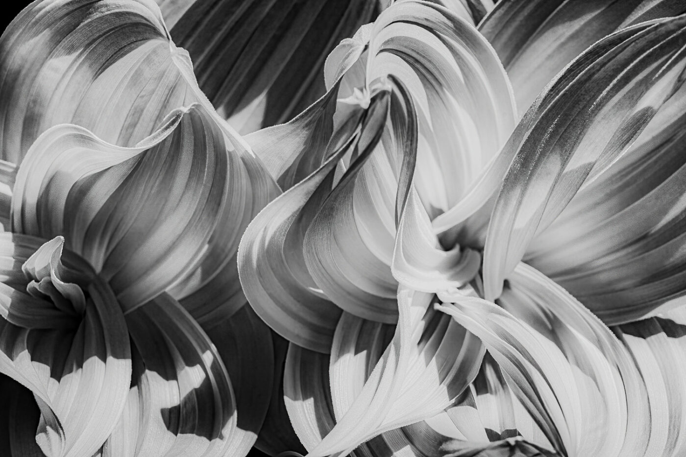 Petals-Unfurling-in-Monochrome