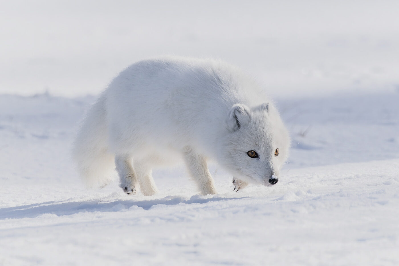 Arctic-Fox-Winter-Prowl