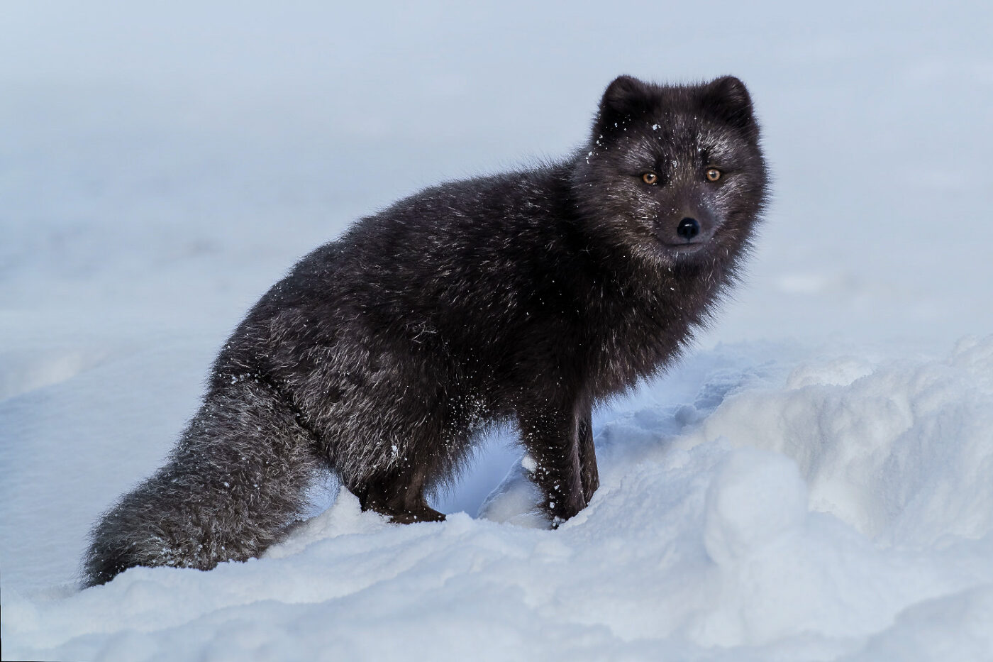 Arctic-Fox-in-Winter
