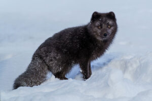 Brown Arctic Fox